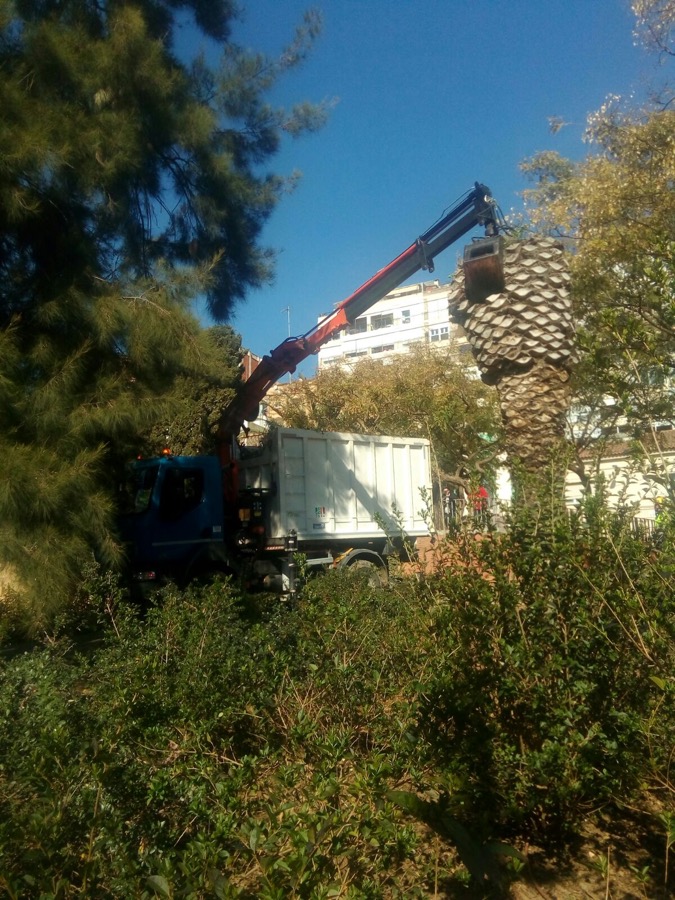 Cortar palmera muerta en Barcelona