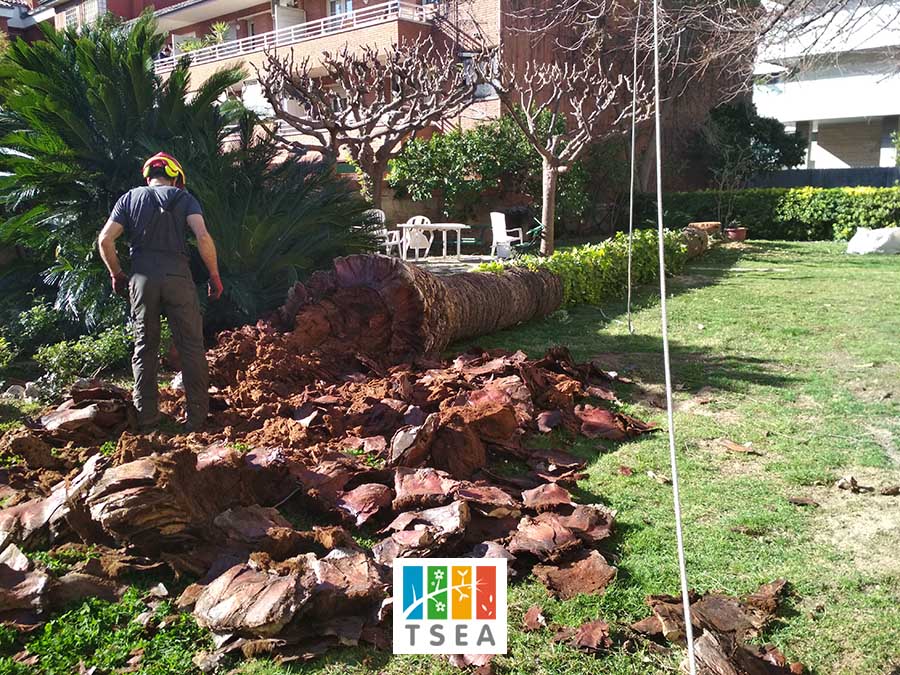 Palmera muerta cortada en Barcelona
