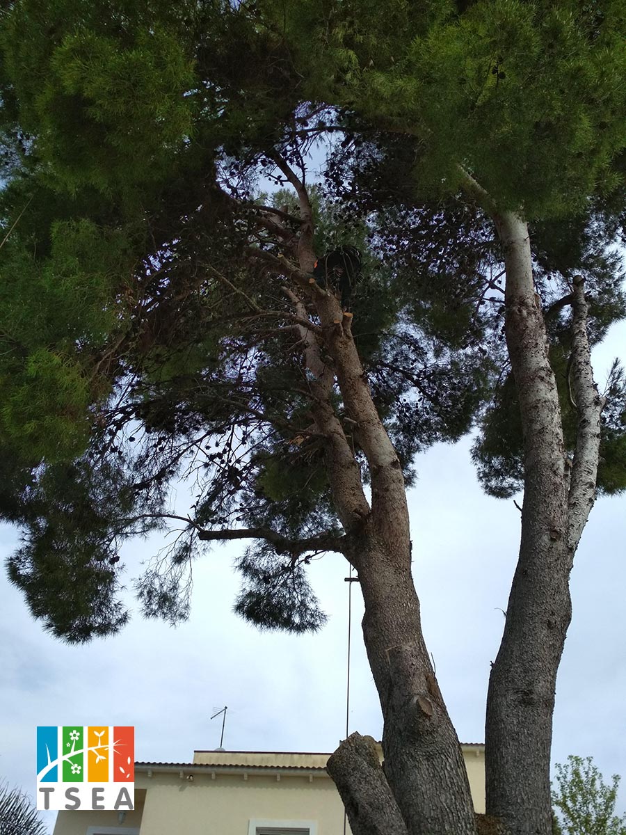 Proceso de tala del pino en tarragona