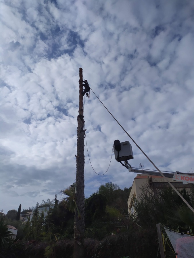 Proceso de tala de la palmera en Sitges