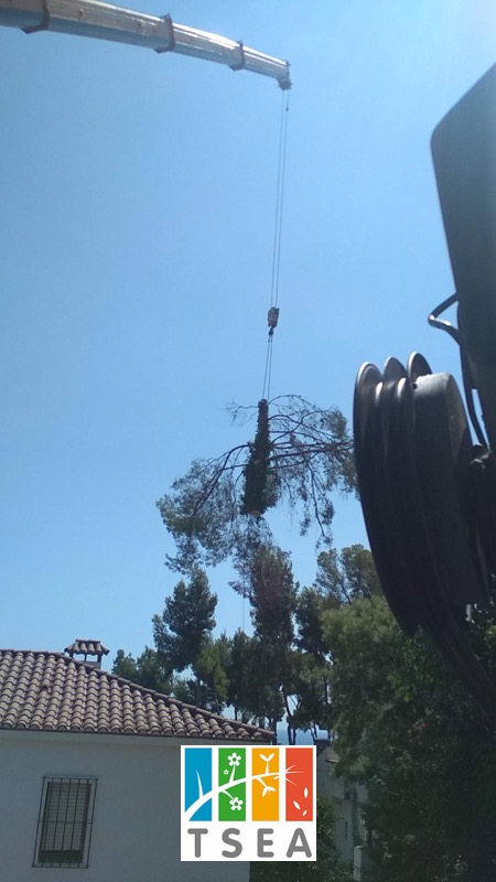 Cortar pino en Montemar (Castelldefels)