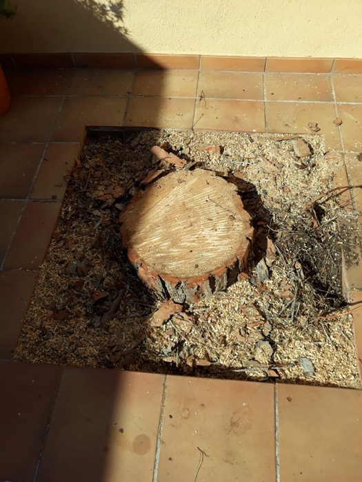 Cortar pino en Martorell