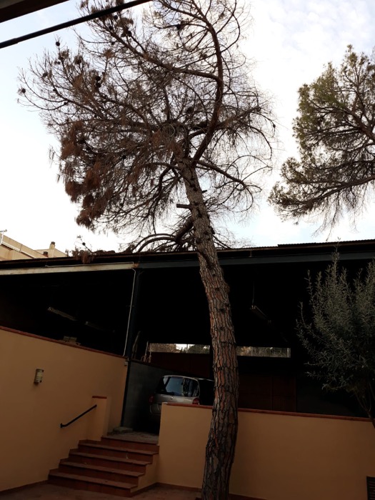 Cortar &aacute;rbol en Martorell