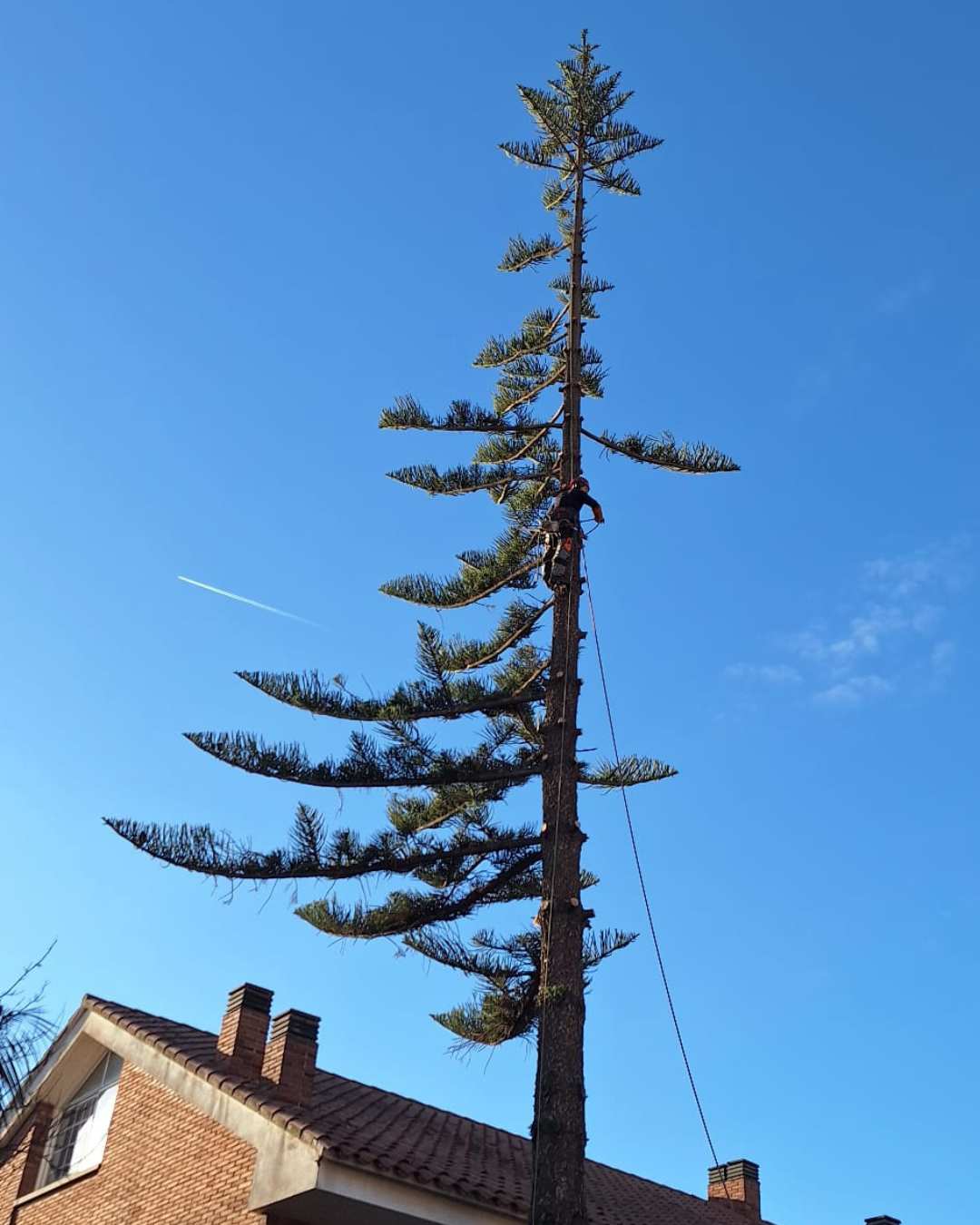 cortar arbol palmera Vilassar (Maresme)