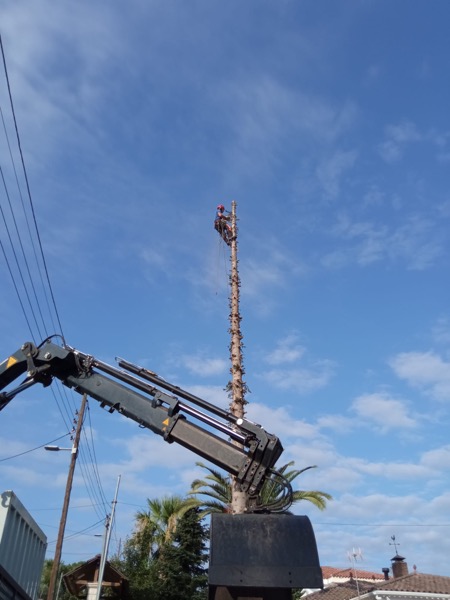 Cortar árbol en Corbera (Baix Llobregat)