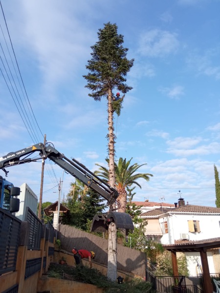 Cortar árbol Santa Perpetua