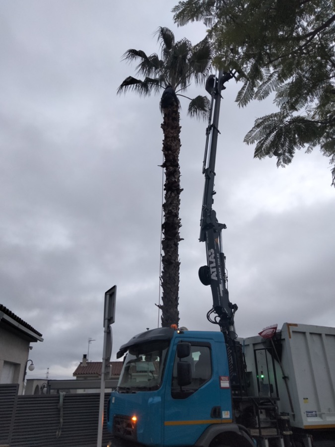 talar cortar palmera castelldefels