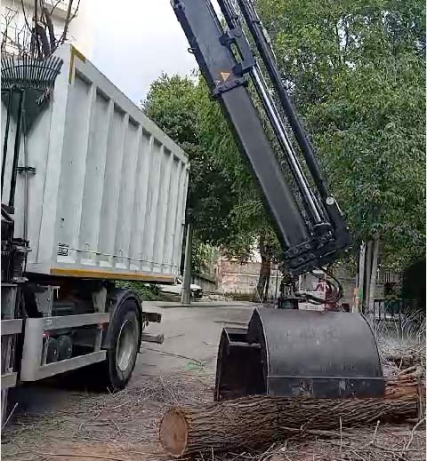 Cortar arbol Rubí