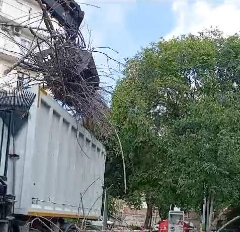Cortar árbol en Santa Colma de Cervelló
