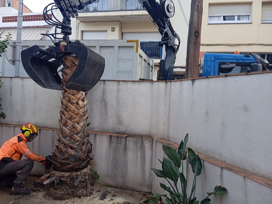 Tala de una palmera en La Roca del Vallés