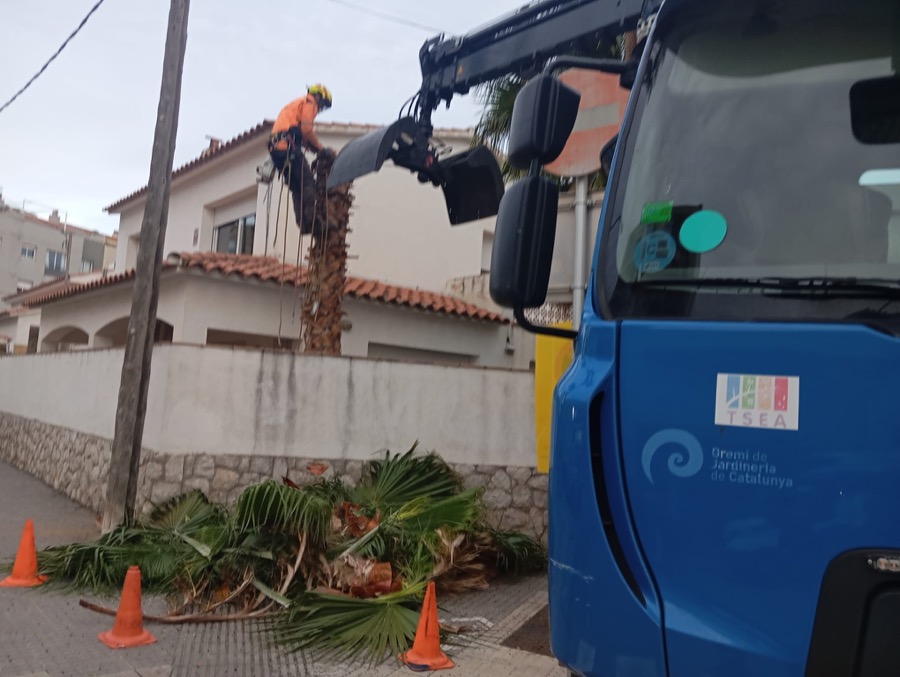 Cortar árbol en Olivella - Canyelles (GARRAF)