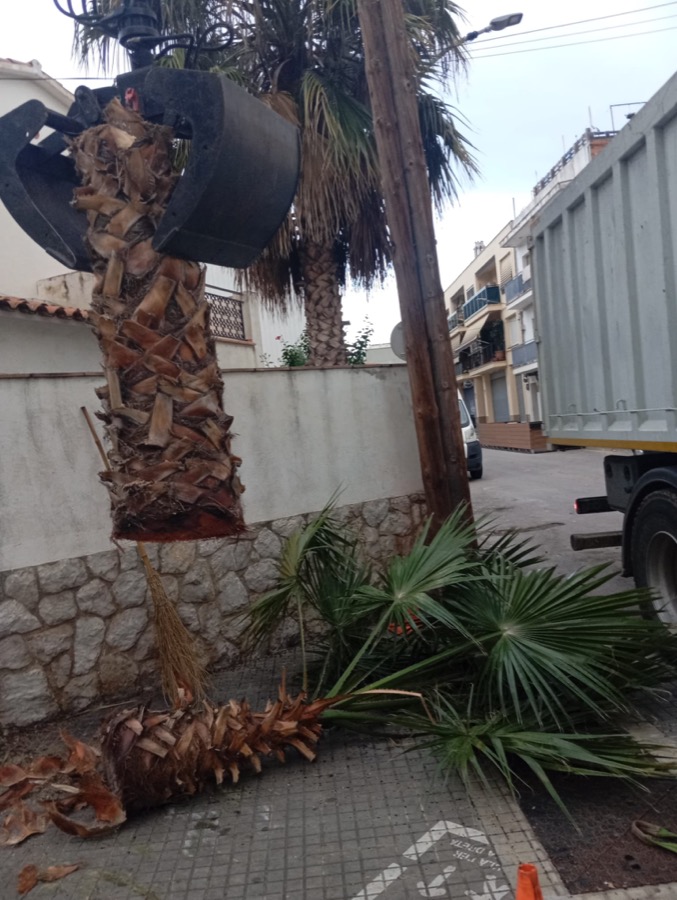 Cortar árbol Santa Perpetua