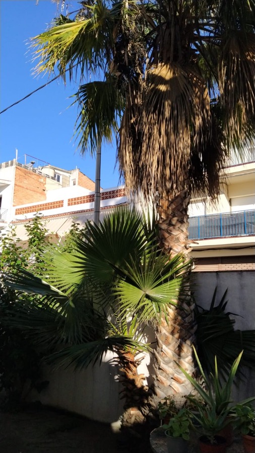 cortar arbol palmera roca valles 08