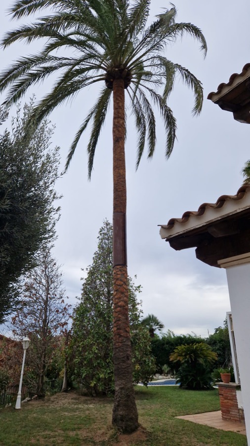 Estado de la palmera con el tronco dañado